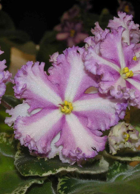 Mixed Miniature Variegated African Violet Seeds