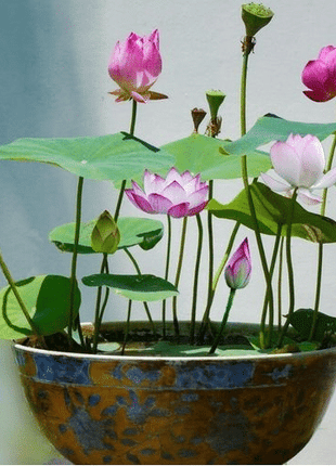 The Sacred Bonsai Lotus Flower