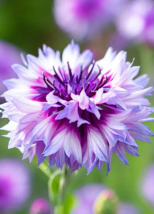 Cornflower Mixed Seeds