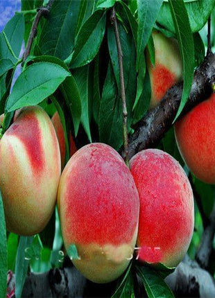 Elberta Peach tree seeds