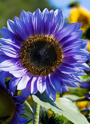 🌻50+ Mixed Color Sunflowers