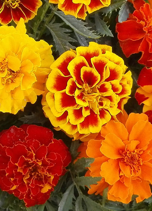 French Marigold Seeds - mixed colors - a great companion for the vegetable garden