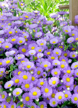 🫧Aster Seeds- Purple Dome