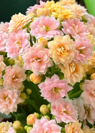 🌺Golden Fox Longevity Flower Seeds—Health And Longevity