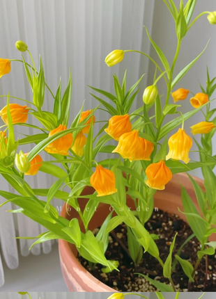 💐Lantern Lily—Christmas Wind Chimes—Christmas Bells—Home Bonsai