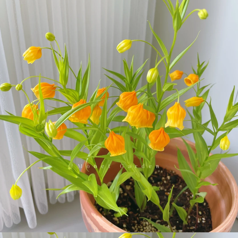 💐Lantern Lily—Christmas Wind Chimes—Christmas Bells—Home Bonsai