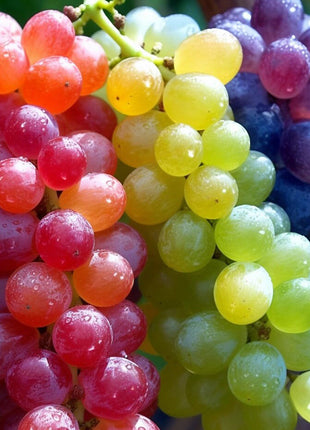 50 Seeds New Rare Rainbow Hybrid Grape Organic