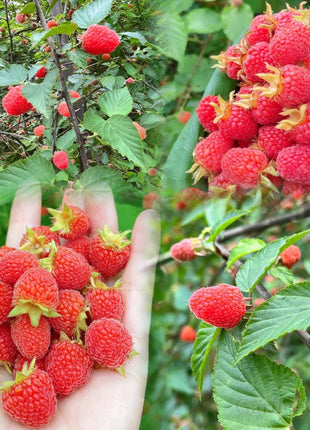 Giant Raspberry Seeds -92% Germination🌱