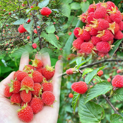 Giant Raspberry Seeds -92% Germination🌱