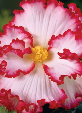 White-Pink Begonia Flower Seeds