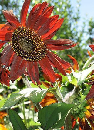 Sunflower Infrared Mix F1