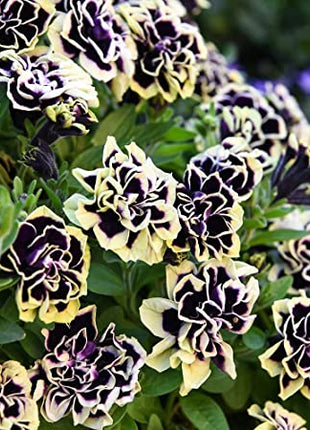 Petunia, Midnight Gold
