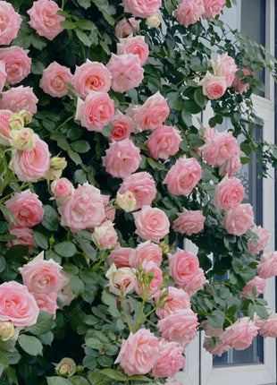 Climbing Plants Mix Seeds