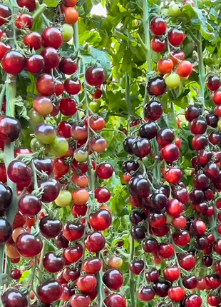 Black Pearl Tomato Seeds