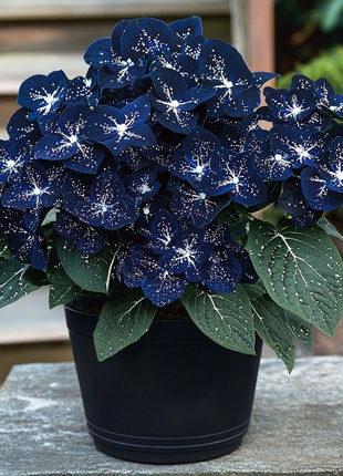 Midnight Wings Begonia 🦋🌙