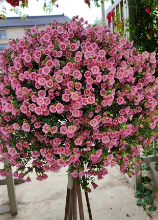 🌸Little Hibiscus Syriacus Seeds