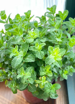 Potted Mint Seeds