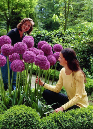 Garden Outdoor Giant Allium Giganteum Beautiful Flower Seeds Bonsai Plant Seeds