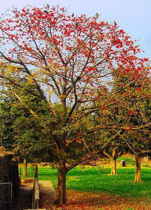 Salmalia Malabarica, Cotton Tree Seeds