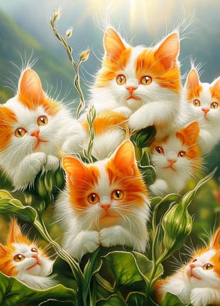 Amazing plants! Cat's eye dazzle - Orange white