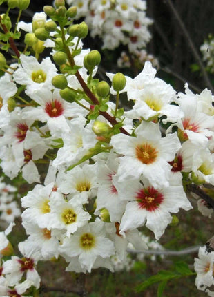 Xanthoceras Sorbifolia, Raintree Flower Seeds
