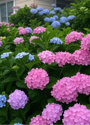 200 pcs Mixed Hydrangea Seeds – Colorful Blooms for Stunning Garden Displays