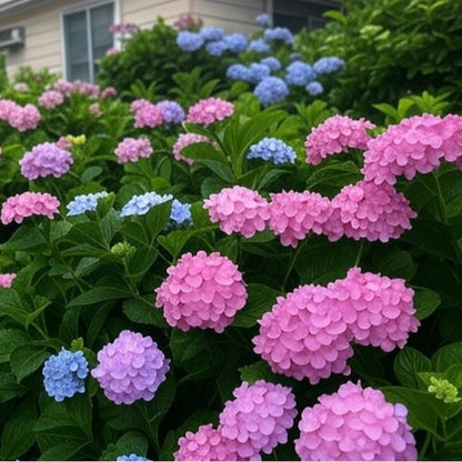 200 pcs Mixed Hydrangea Seeds – Colorful Blooms for Stunning Garden Displays