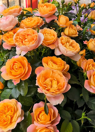 Potted Four Seasons Rose Juice Balcony