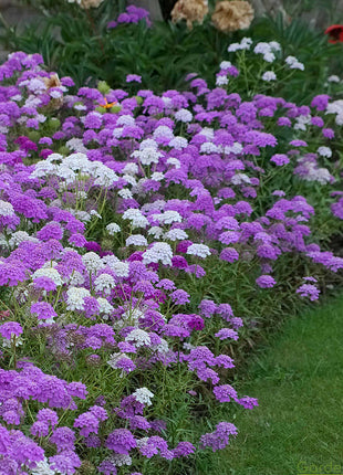 Candytuft Seeds - Mixed Colors