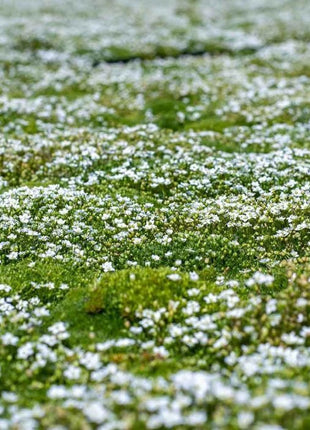 🌳Irish Moss Pearl Grass Seeds for Garden Yard Lawn