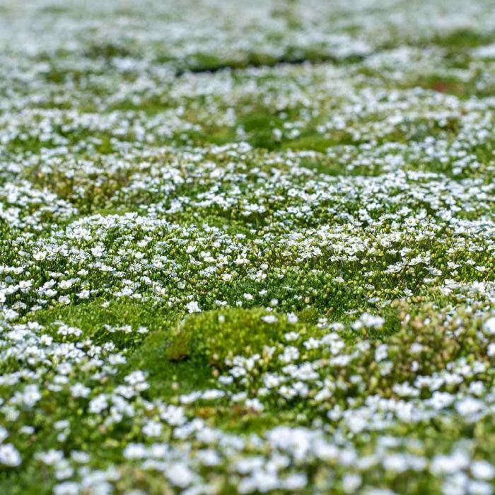 Irish Moss Sagina Subulata