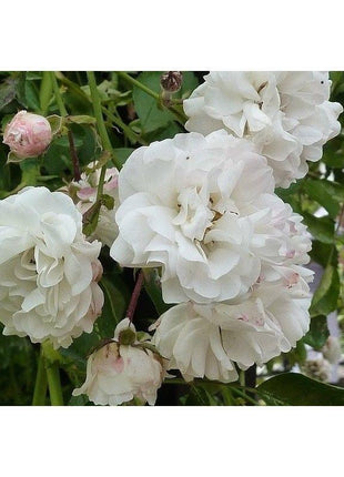 50pcs/Bag Climbing Rose Seeds