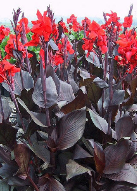Canna Lily Flower Seeds Perennial Beautiful Bonsai Plant