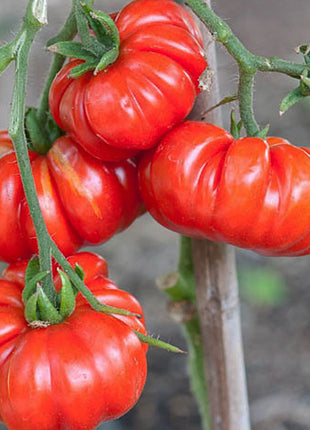 Multicolor Tomato Seeds-No Gmo