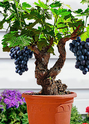Miniature Grape Vine Seeds