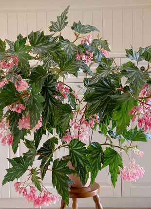 Begonia Aconitifolia