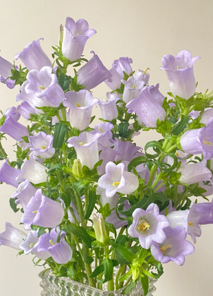 🔔Bellflower Seeds—Lucky Flower