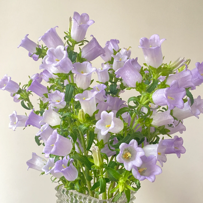 🔔Bellflower Seeds—Lucky Flower