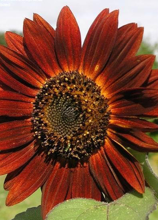 Earthwalker Sunflower  Sunflower Seeds - Earthwalker