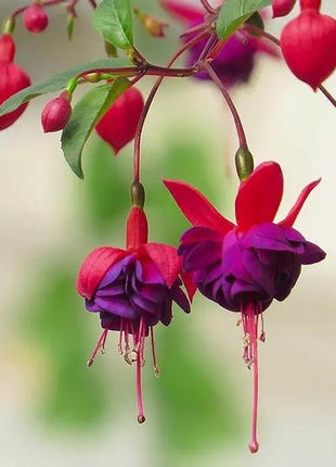 Fuchsia Hybrida Voss Seeds The fairy flower