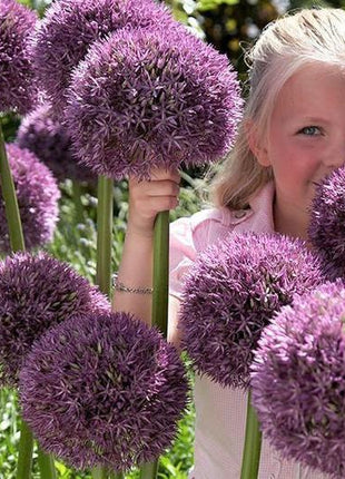 Garden Outdoor Giant Allium Giganteum Beautiful Flower Seeds Bonsai Plant Seeds