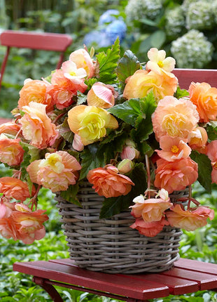 Lacy Edged Begonia