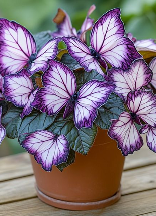 Midnight Veil Begonia🦋