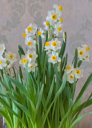 🌺White Purity - Third Generation Daffodils