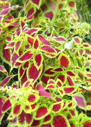 50pcs/Bag Coleus Bonsai Flower Leaf Plants Rainbow Dragon Seeds Garden
