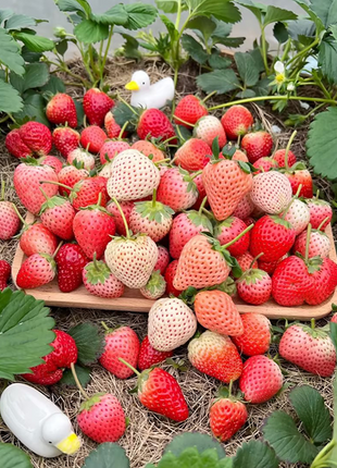 Sweet Dreamland Cream Strawberry Seeds