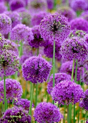 Garden Outdoor Giant Allium Giganteum Beautiful Flower Seeds Bonsai Plant Seeds