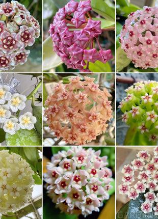 ⭐️Hoya Carnosa Flower Seeds 丨Star-shaped Flower Ball