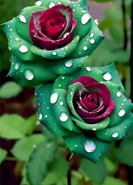 Ruby Green Twin Roses