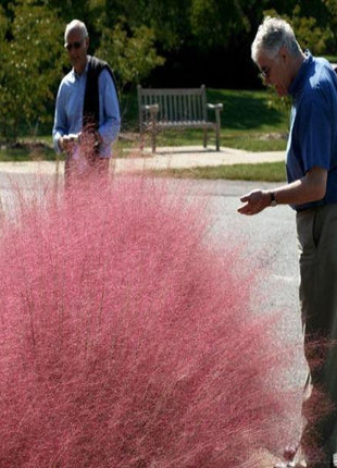 100Pcs Muhlenbergia Capillaris